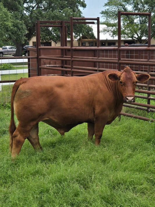 How Long Will A Cow Feed My Family?
